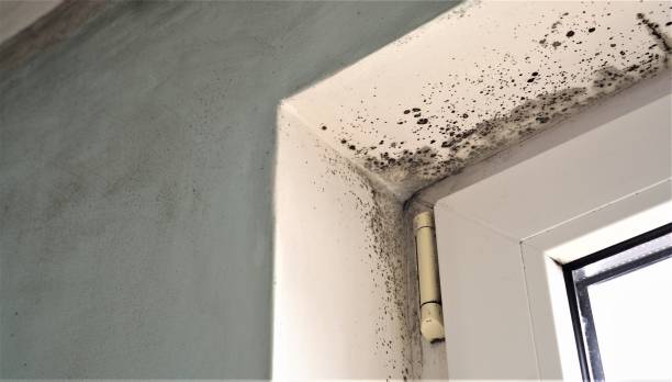 Reliable Greencastle, PA Mold Removal Solutions