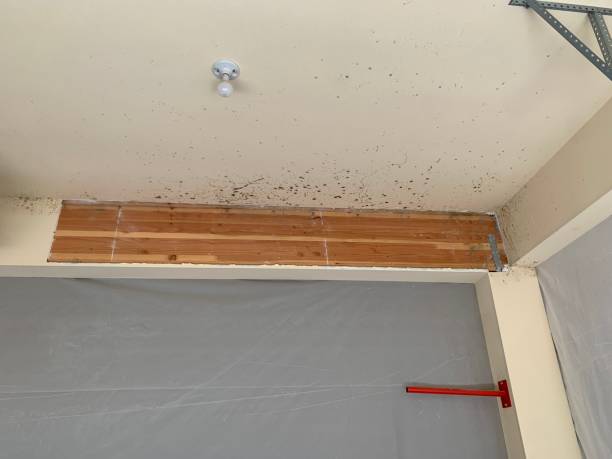 Best Mold Odor Removal Services  in Greencastle, PA